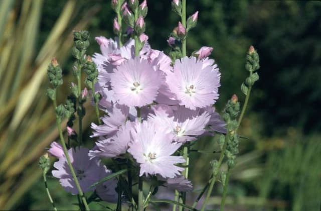 Prairie mallow 'Elsie Heugh'