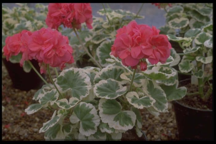 pelargonium 'Ben Franklin'