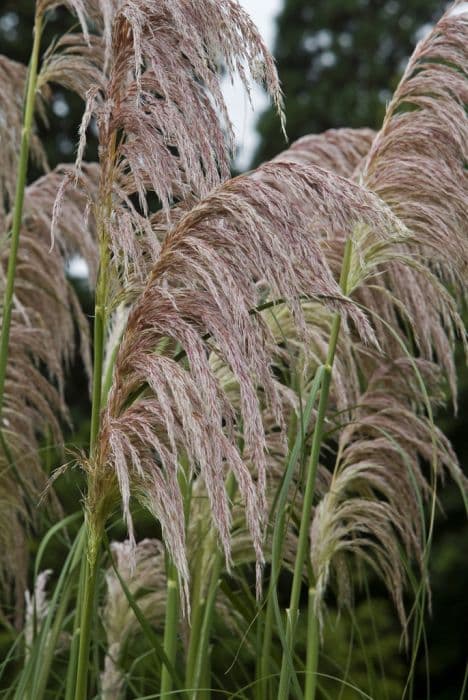 pampas grass 'Rendatleri'