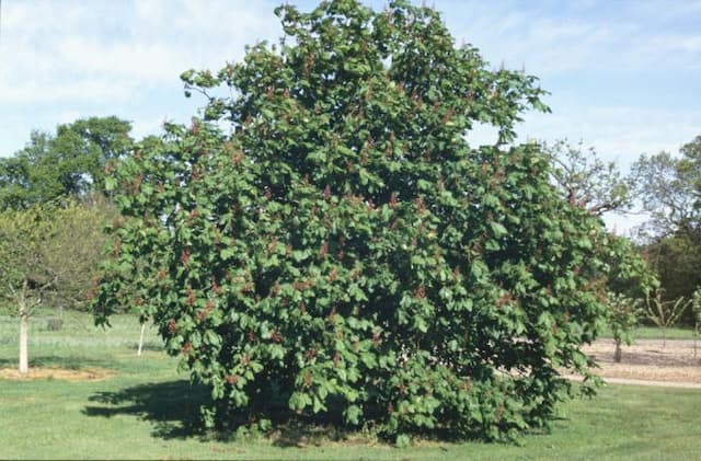 Red horse chestnut 'Briotii'