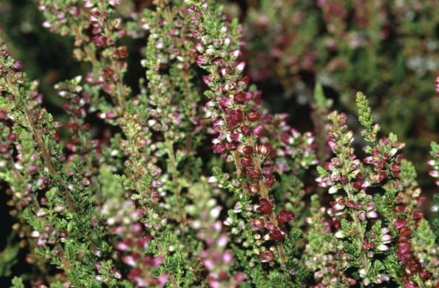 Heather 'Dark Beauty'