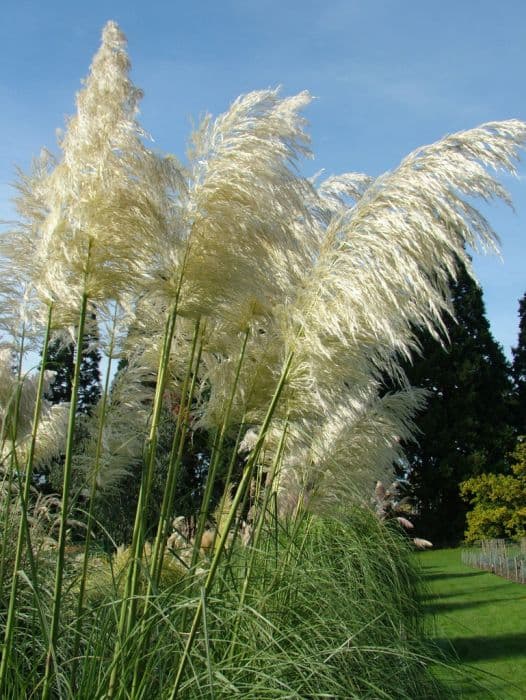 pampas grass 'Monstrosa'