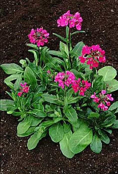 rock cress 'Frühlingszauber'