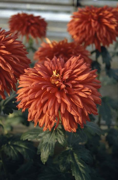 Chrysanthemum 'Dark Red Mayford Perfection'