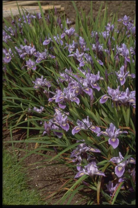 iris 'Lincoln Imp'