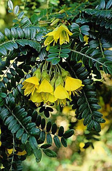 kowhai [Sun King]