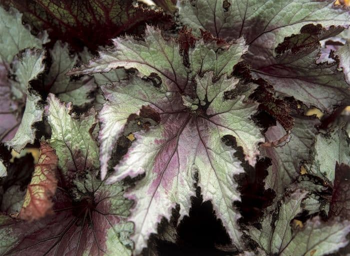 begonia 'Martin Johnson'