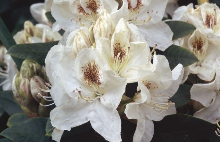 rhododendron 'Mrs J.C. Williams'