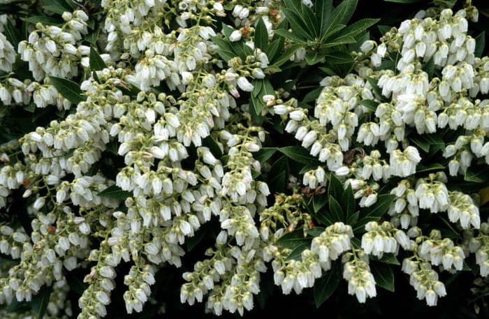 pieris 'Prelude'