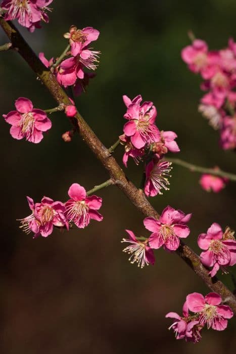 Japanese apricot 'Yae Kankobai'