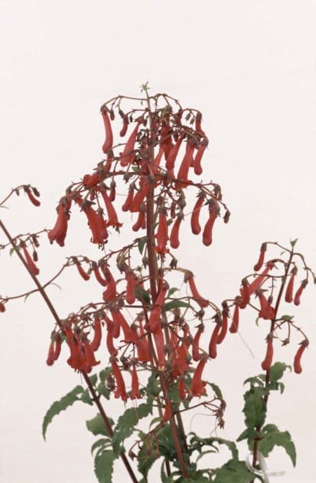 Cape figwort 'Devil's Tears'