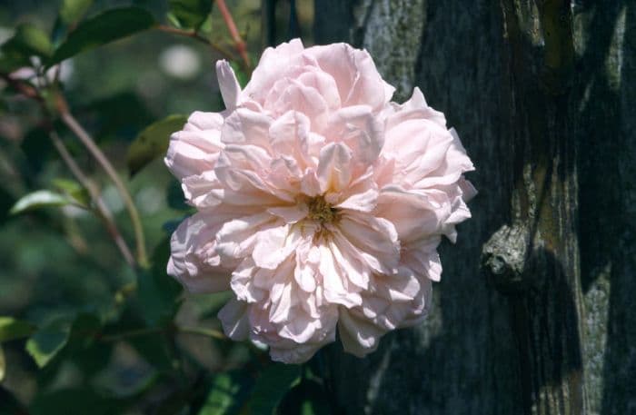 rose 'François Juranville'