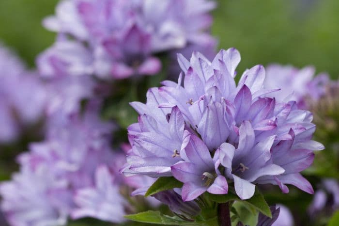 clustered bellflower 'Caroline'