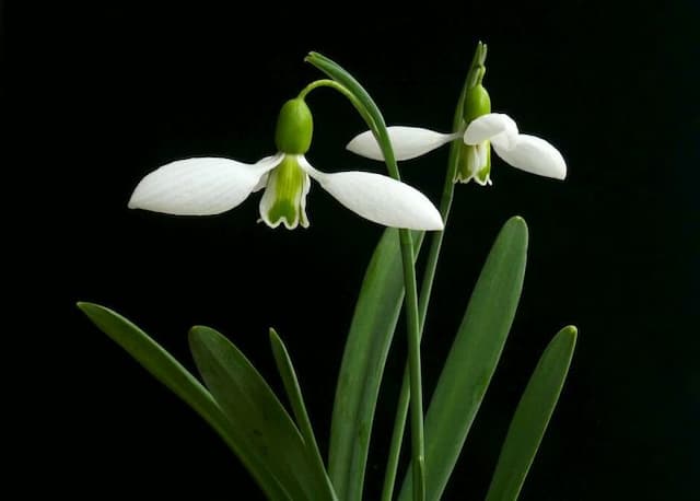 Snowdrop 'Clare Blakeway-Phillips'