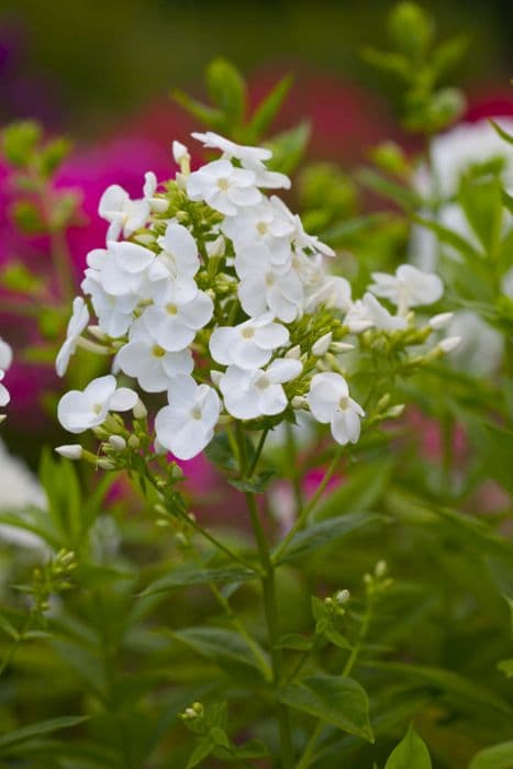 perennial phlox 'Alba Grandiflora'