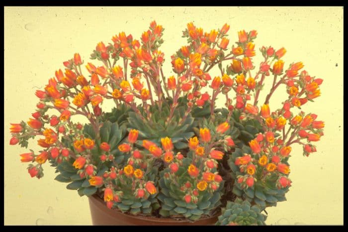 echeveria 'Worfield Wonder'