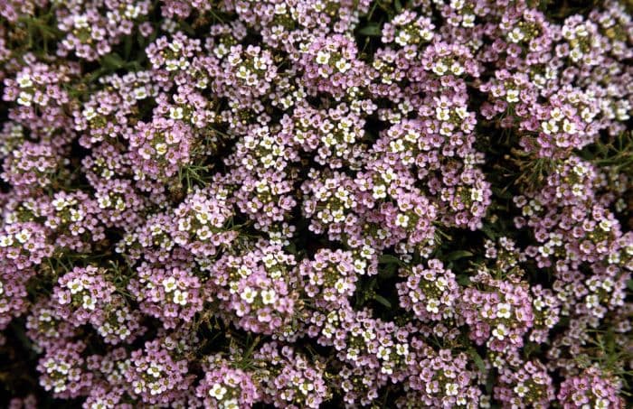 sweet alyssum 'Rosie O'Day'