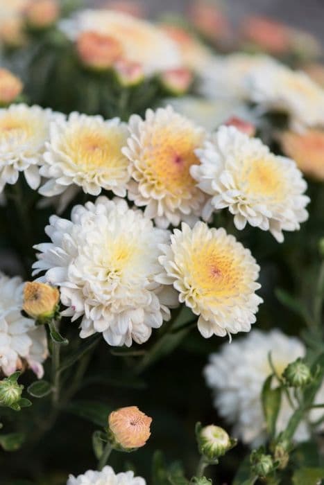 Chrysanthemum [Roxanne]