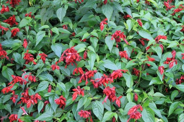 Scarlet-flowered sage 'Van-Houttei'