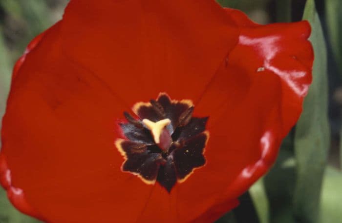 tulip 'Red Impression'