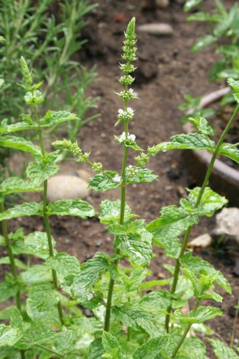 Moroccan mint