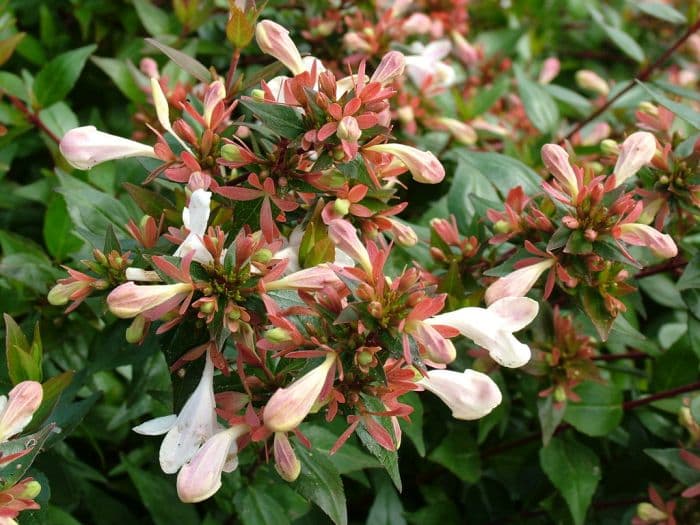 abelia 'Sherwoodii'