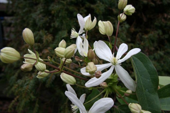 clematis 'Enham Star'