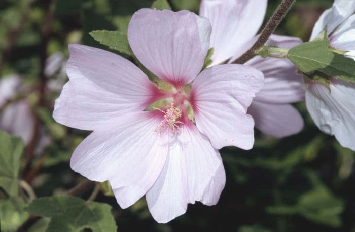 tree mallow 'Barnsley'