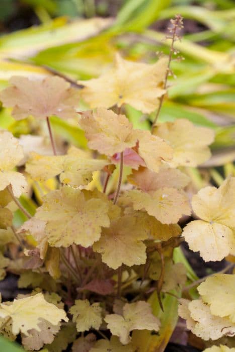 alum root 'Caramel'