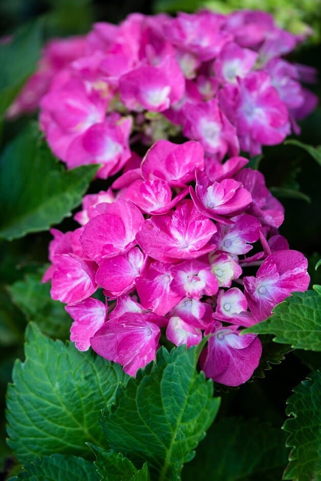 Mophead Hydrangea 'Early Sensation'