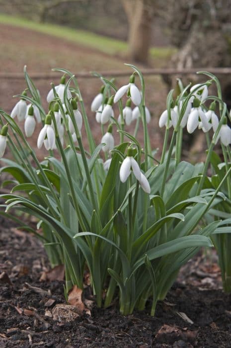 greater snowdrop 'Cedric's Prolific'