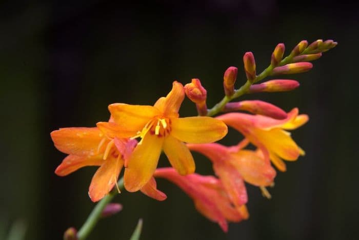 montbretia 'Hoey Joey'