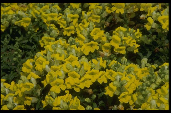 snapdragon 'Bells Yellow'