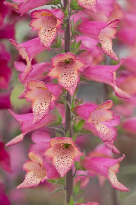 foxglove [Foxlight Rose Ivory]