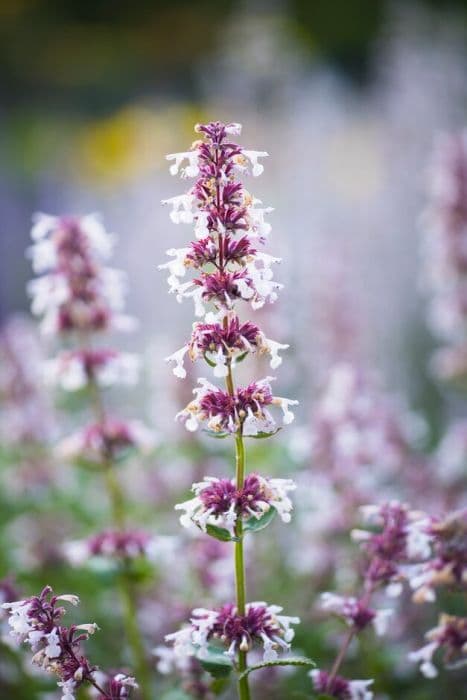 catmint 'Florina'