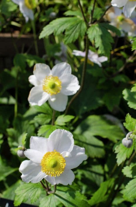 windflower [Ruffled Swan]