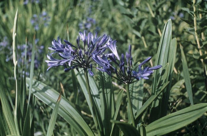 stalked African lily