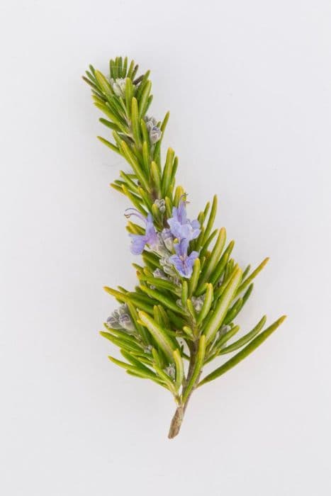 rosemary 'Capri'