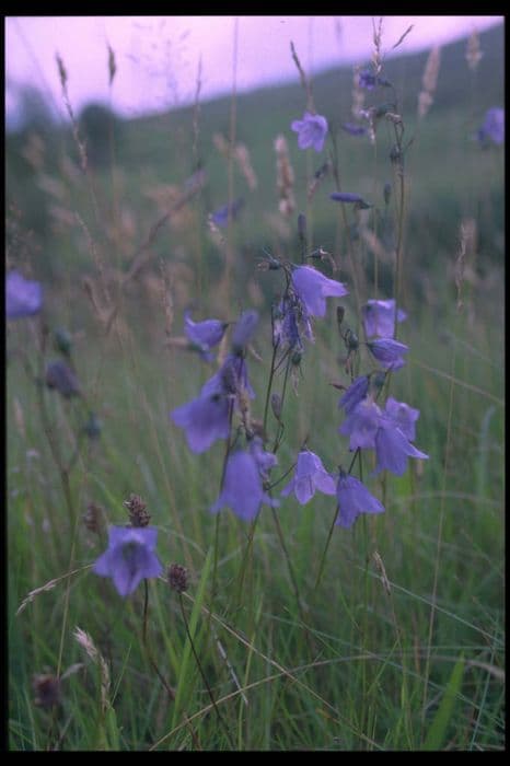 common harebell