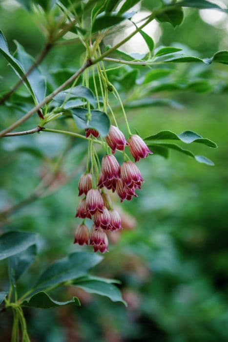 Himalayan red bells