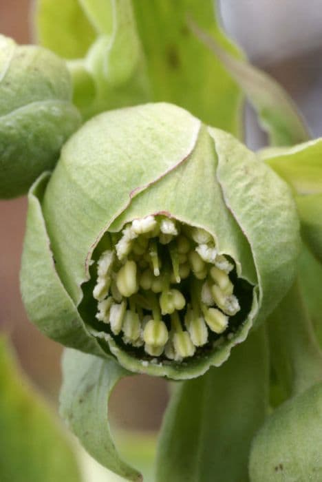 stinking hellebore