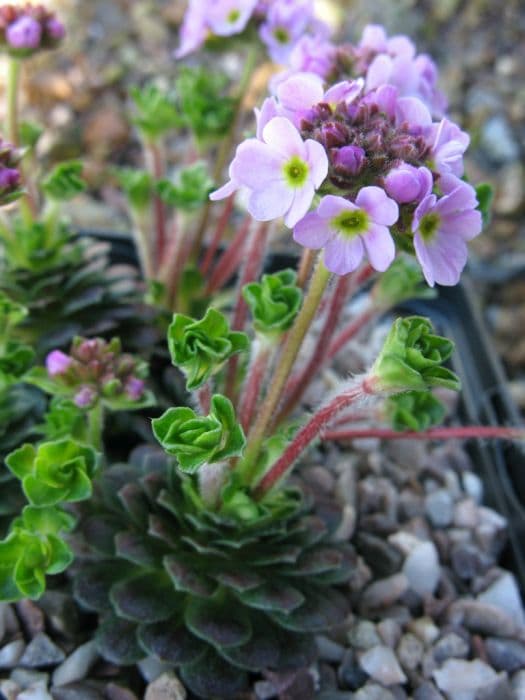 sempervivum-leaved rock jasmine