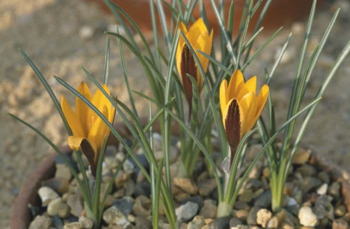 cloth-of-gold crocus