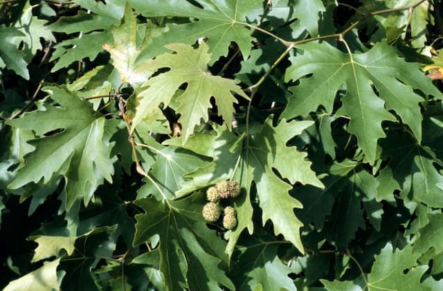 Oriental plane