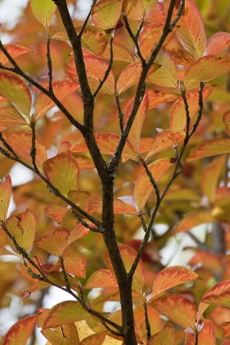 deciduous camellia