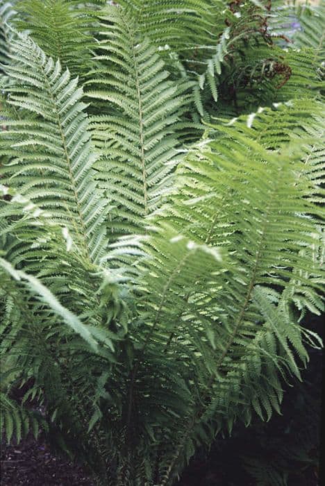 Shuttlecock fern