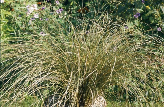 Glen Murray tussock sedge