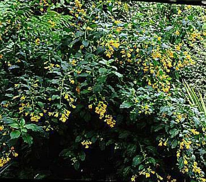 night-blooming jasmine