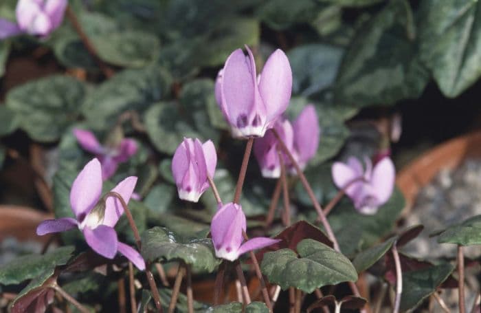 false Iberian cyclamen