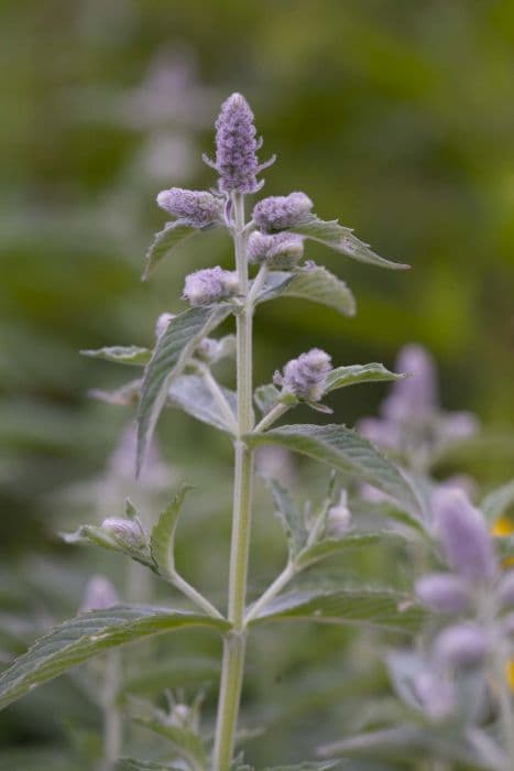 horse mint